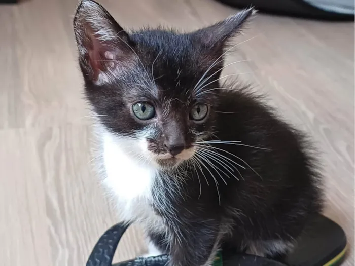 Gato ra a SRD-ViraLata idade Abaixo de 2 meses nome Filhotes Fofinhos de Gato
