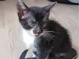 Filhotes Fofinhos de Gato
