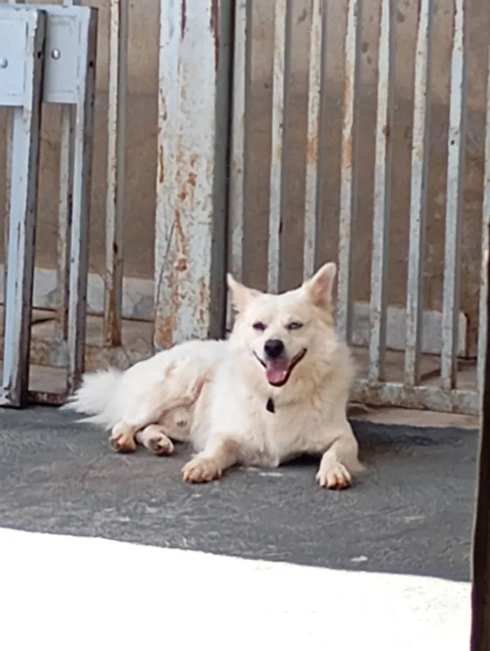 Cachorro ra a SRD-ViraLata idade 3 anos nome Sidy