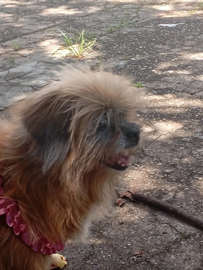 Cachorro ra a Lhasa Apso idade 6 ou mais anos nome Penélope 