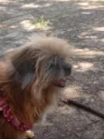 Penélope