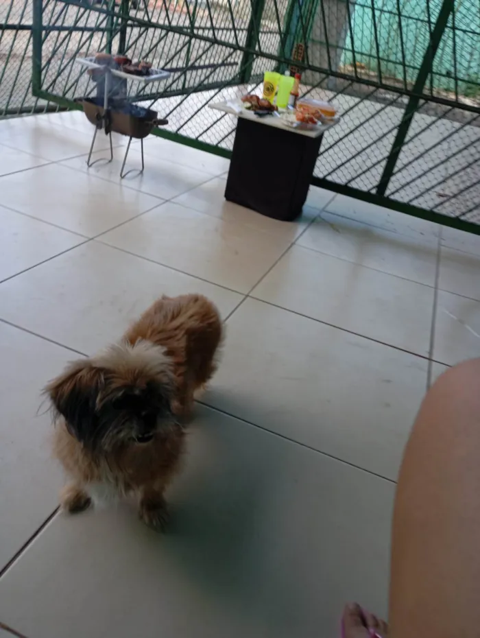 Cachorro ra a Lhasa Apso idade 6 ou mais anos nome Penélope 