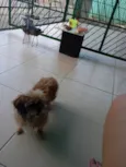 Penélope