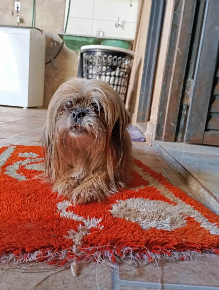 Cachorro ra a Lhasa Apso idade 6 ou mais anos nome Penélope 