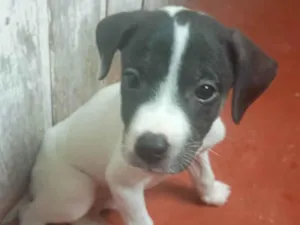 Cachorro raça SRD-ViraLata idade Abaixo de 2 meses nome Thor