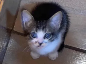 Gato raça SRD-ViraLata idade 2 a 6 meses nome Gatinhos para doação 