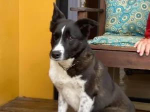 Cachorro raça SRD-ViraLata idade 5 anos nome Bicudinho