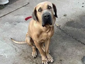 Cachorro raça Fila idade 2 anos nome Maguila
