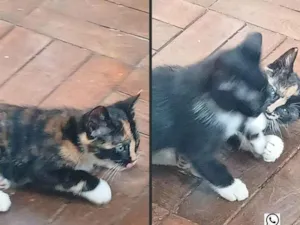 Gato raça SRD-ViraLata idade Abaixo de 2 meses nome Gatinha
