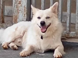 Cachorro raça SRD-ViraLata idade 3 anos nome Sidy