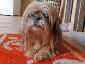 Cachorro raça Lhasa Apso idade 6 ou mais anos nome Penélope 