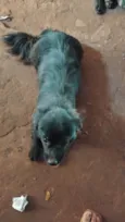 Bob