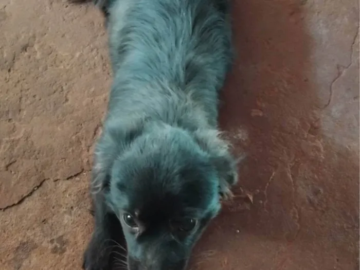 Cachorro ra a SRD-ViraLata idade 7 a 11 meses nome Bob