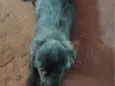 Bob