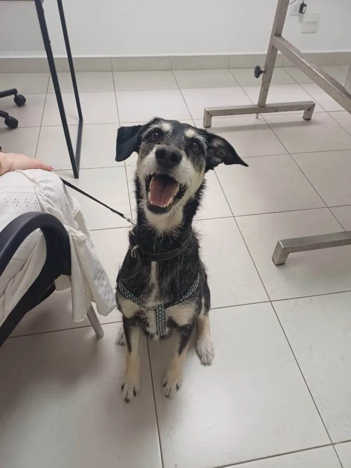 Cachorro ra a SRD-ViraLata idade 3 anos nome Aláfia