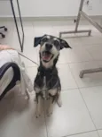 Aláfia