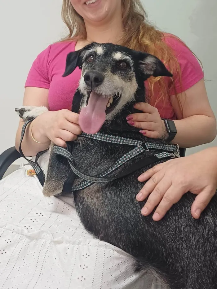Cachorro ra a SRD-ViraLata idade 3 anos nome Aláfia