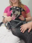 Aláfia