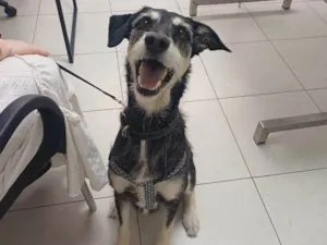 Cachorro raça SRD-ViraLata idade 3 anos nome Aláfia