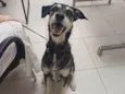 Aláfia