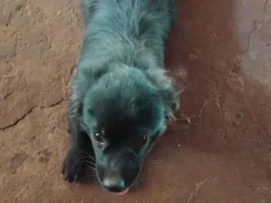 Cachorro raça SRD-ViraLata idade 7 a 11 meses nome Bob