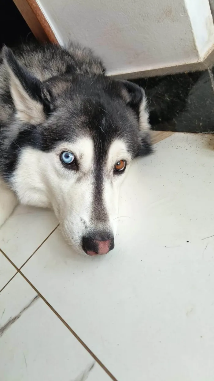 Cachorro ra a Husky Siberiano idade 4 anos nome zayra