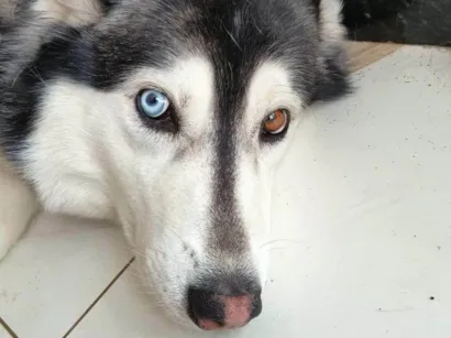 Cachorro raça Husky Siberiano idade 4 anos nome zayra