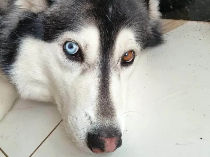 Cachorro ra a Husky Siberiano idade 4 anos nome zayra