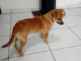 PIPOCA