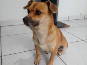 Cachorro raça SRD-ViraLata idade 4 anos nome PIPOCA