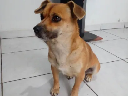 Cachorro raça SRD-ViraLata idade 4 anos nome PIPOCA