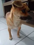 PIPOCA