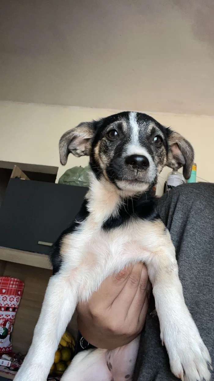 Cachorro ra a SRD-ViraLata idade 2 a 6 meses nome Luke e Leia. 