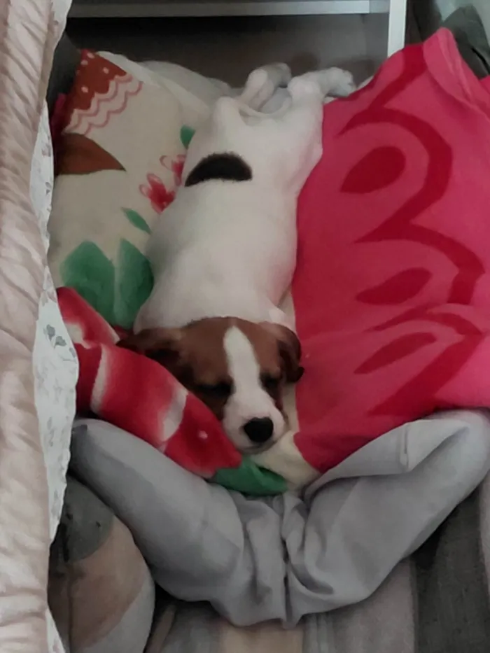 Cachorro ra a SRD-ViraLata idade 2 a 6 meses nome Nina