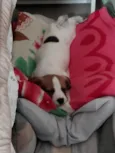 Nina