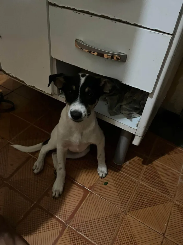Cachorro ra a SRD-ViraLata idade 2 a 6 meses nome Luke e Leia. 