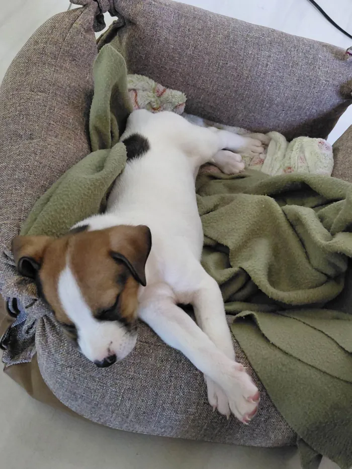 Cachorro ra a SRD-ViraLata idade 2 a 6 meses nome Nina