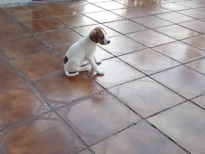 Cachorro ra a SRD-ViraLata idade 2 a 6 meses nome Nina