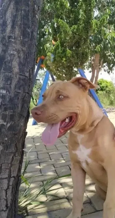 Cachorro ra a Pit-Bull idade 1 ano nome Zeus