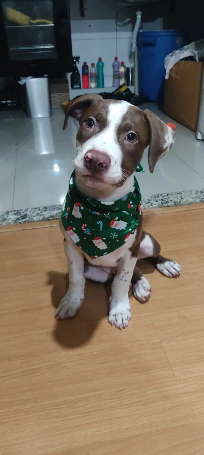 Cachorro ra a Pit-Bull idade 1 ano nome Luffy