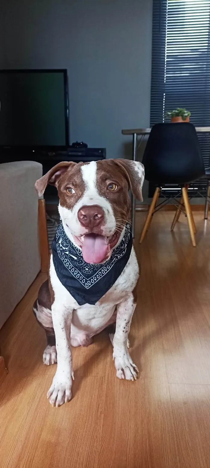 Cachorro ra a Pit-Bull idade 1 ano nome Luffy