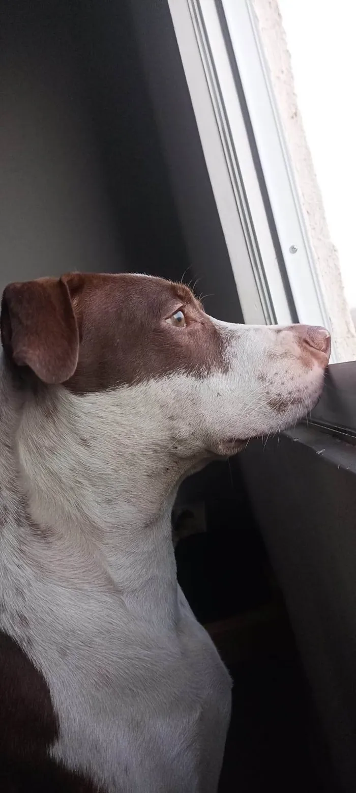 Cachorro ra a Pit-Bull idade 1 ano nome Luffy