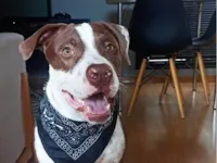 Cachorro raça Pit-Bull idade 1 ano nome Luffy