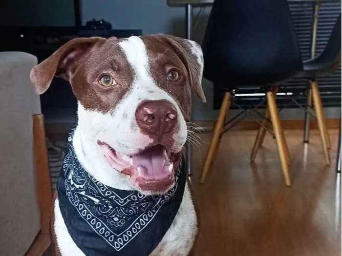 Cachorro ra a Pit-Bull idade 1 ano nome Luffy