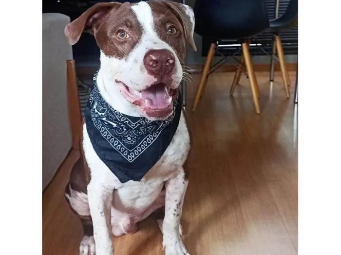 Cachorro ra a Pit-Bull idade 1 ano nome Luffy
