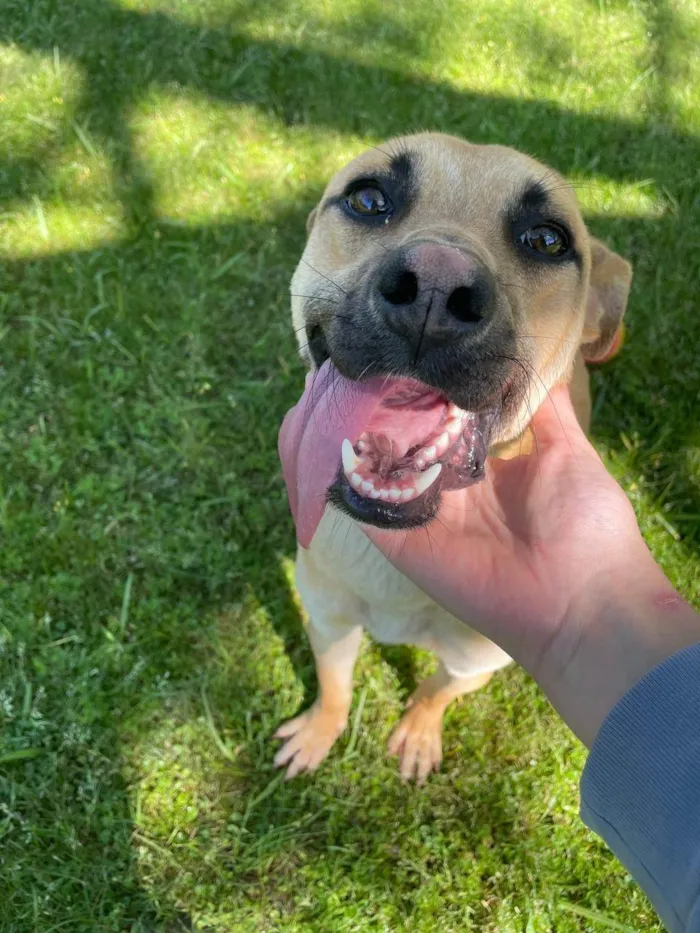 Cachorro ra a SRD-ViraLata idade 7 a 11 meses nome Walter 