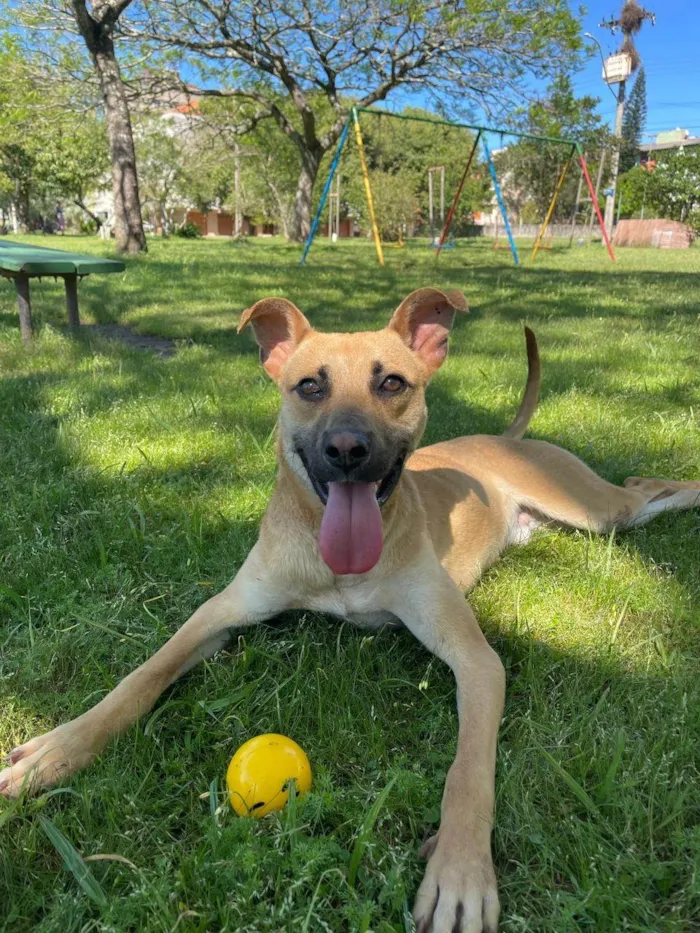 Cachorro ra a SRD-ViraLata idade 7 a 11 meses nome Walter 