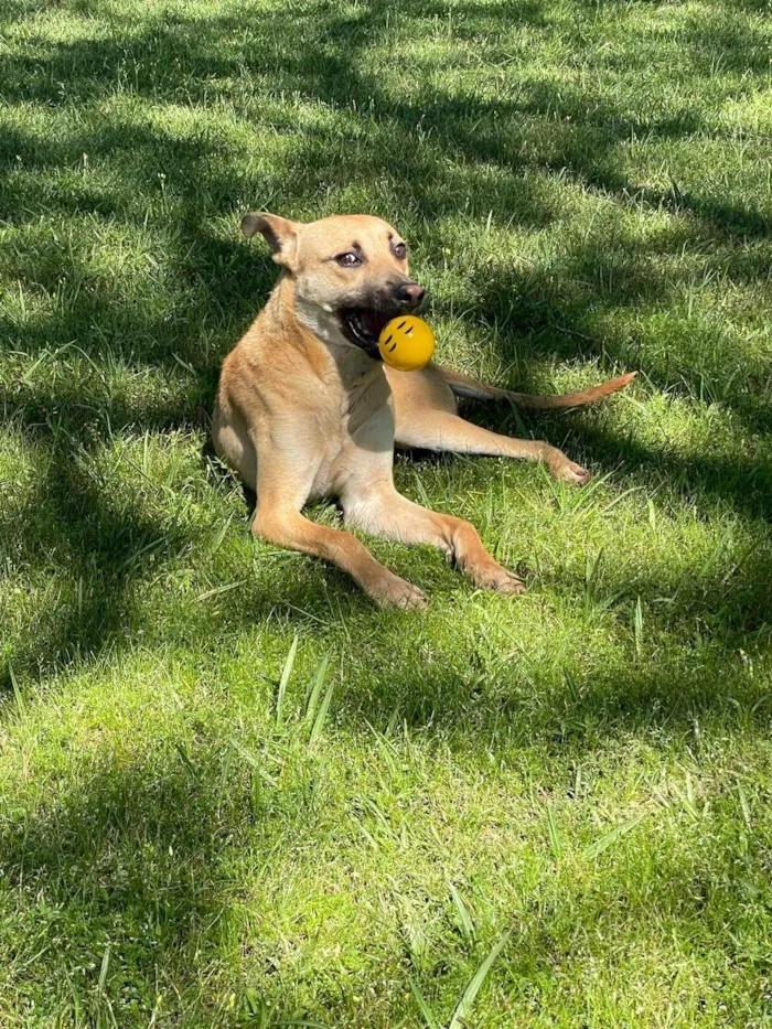 Cachorro ra a SRD-ViraLata idade 7 a 11 meses nome Walter 