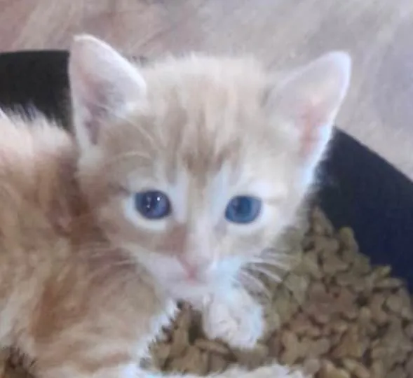 Gato ra a SRD-ViraLata idade 2 a 6 meses nome Léo 