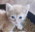 Léo
